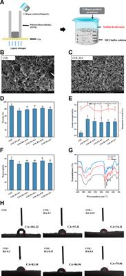 Physicochemical properties and cell proliferation and adhesive bioactivity of collagen-hyaluronate composite gradient membrane